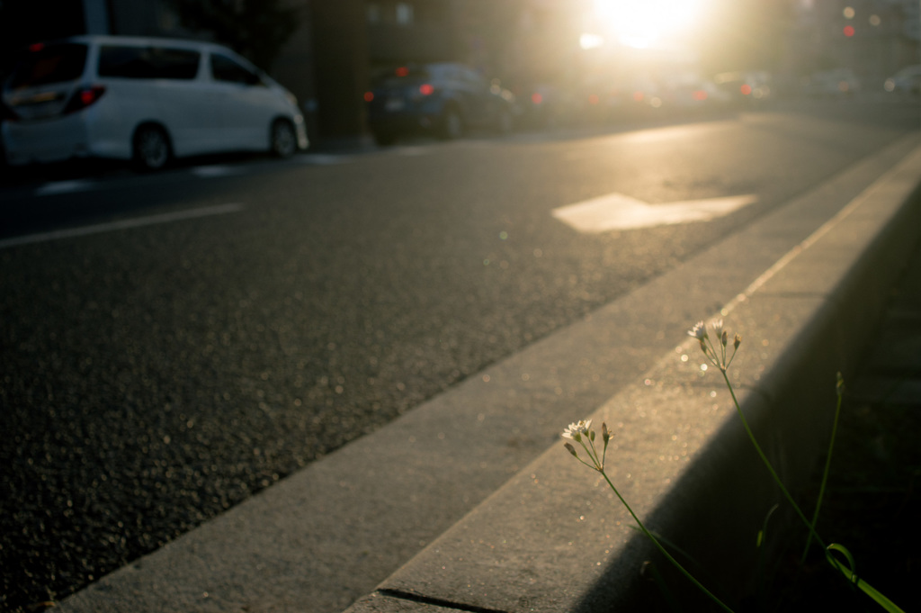 路傍の花