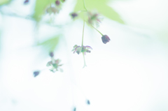 椛花