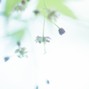 椛花