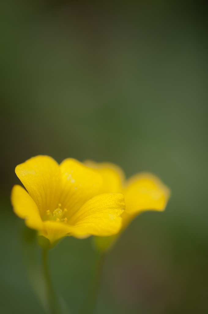 黄色いお花は好きですか？