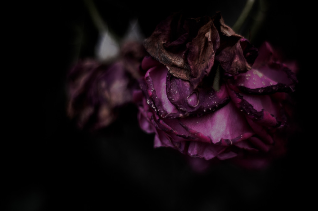 Withered roses 10