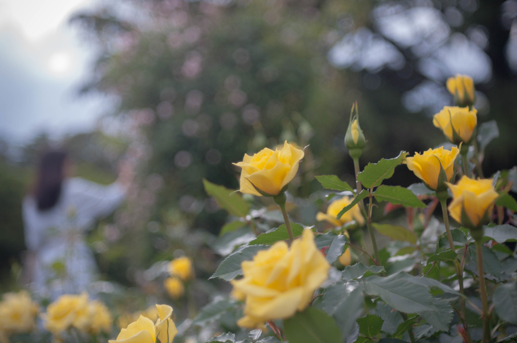 君は薔薇より美しい