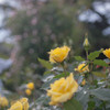 君は薔薇より美しい