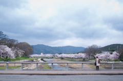 今年も咲いた・・・