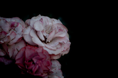 withered rose 01