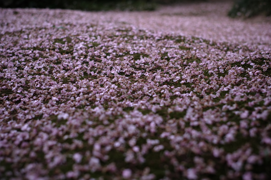 桜華…