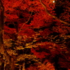 月の庭