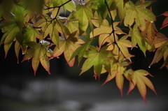 雨上がり