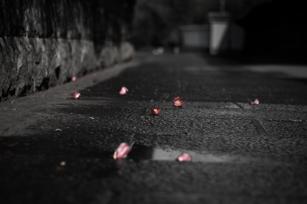 burari-kyoto,3