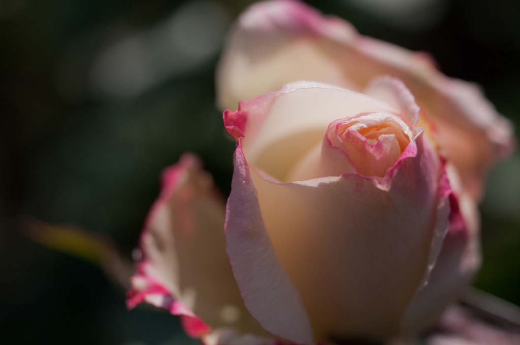 極月の薔薇