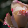 極月の薔薇