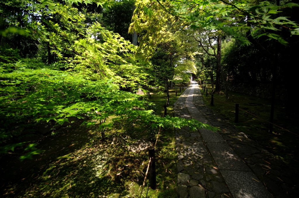 鹿王院参道