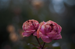 Withered roses
