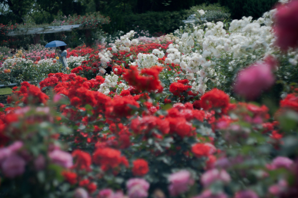 roses and parasol