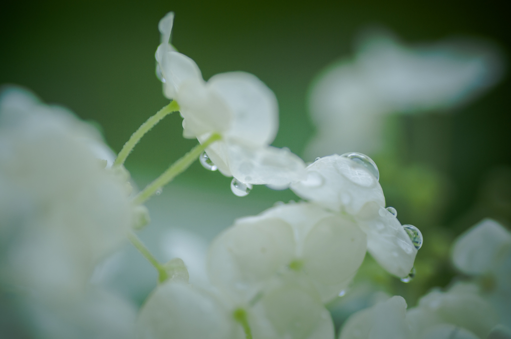 aji-sai.21