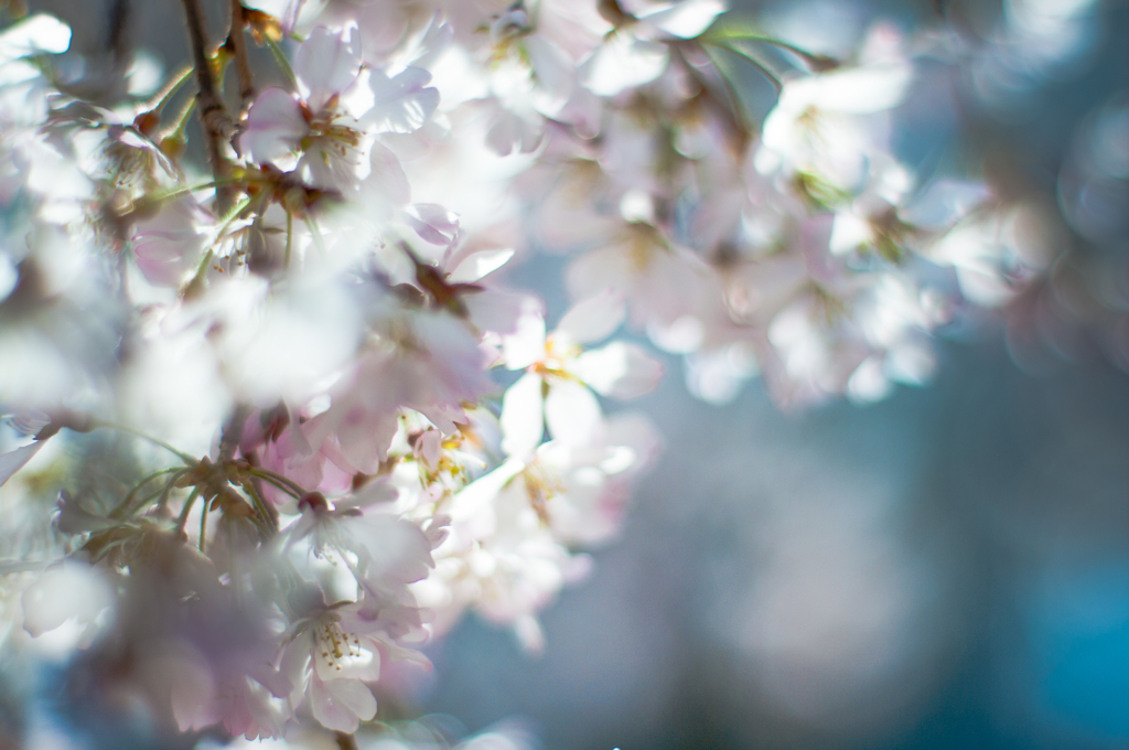 sakura à la carte