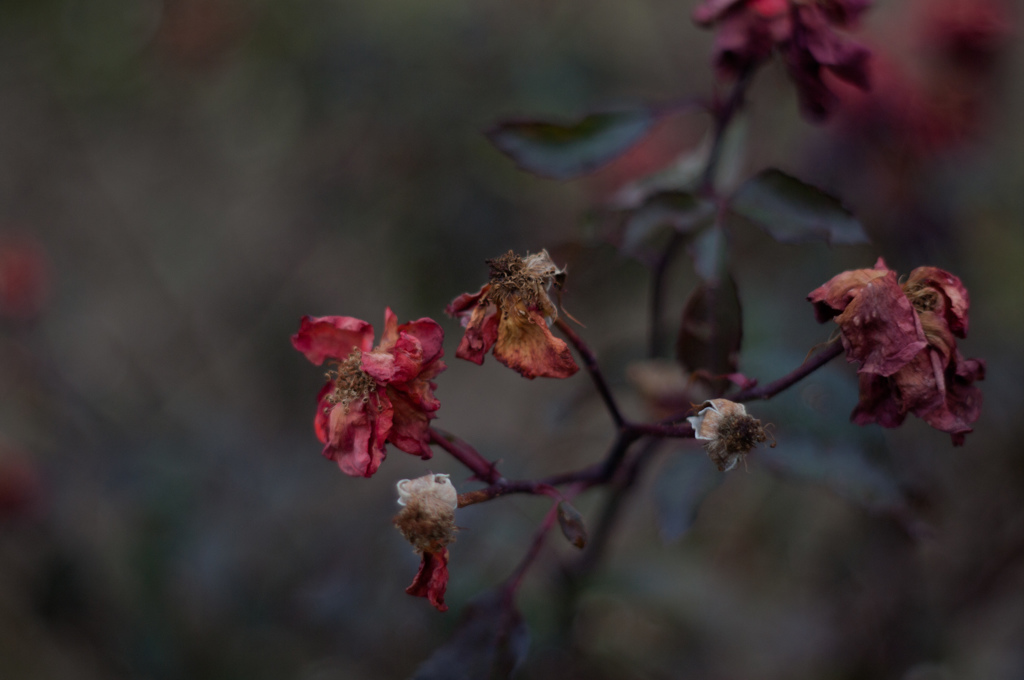 Withered roses