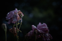 withered rose 02