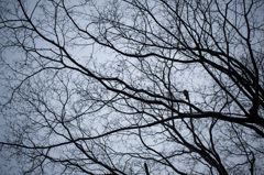 冬空。
