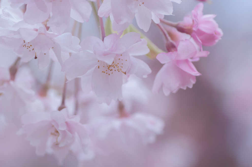 sakura à la carte