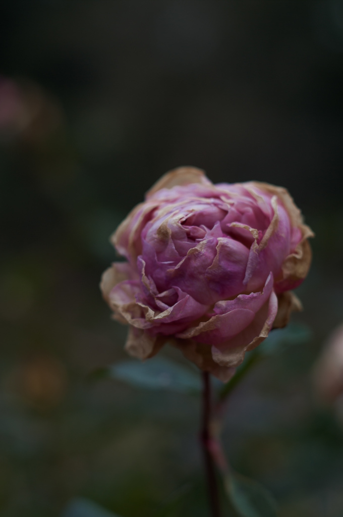 Withered roses