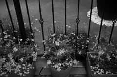 monochrome kyoto