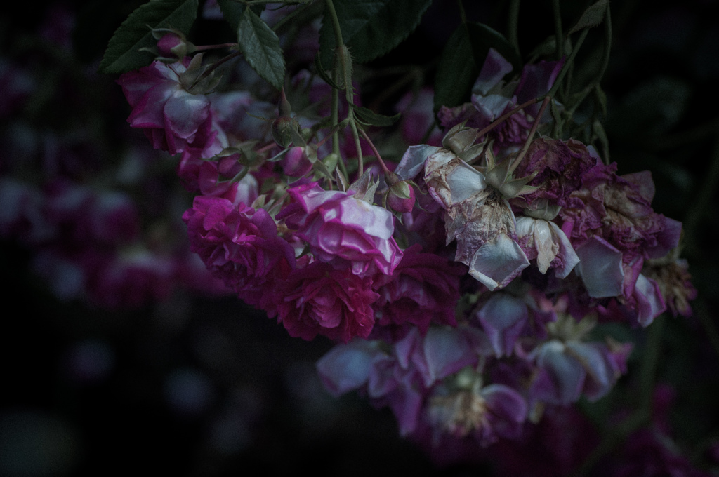 withered rose 04