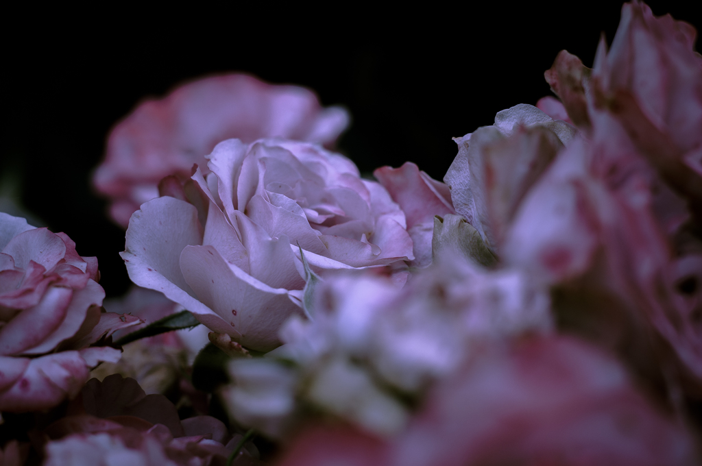 Withered roses 03