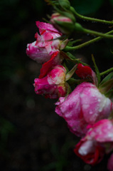 雨の薔薇園
