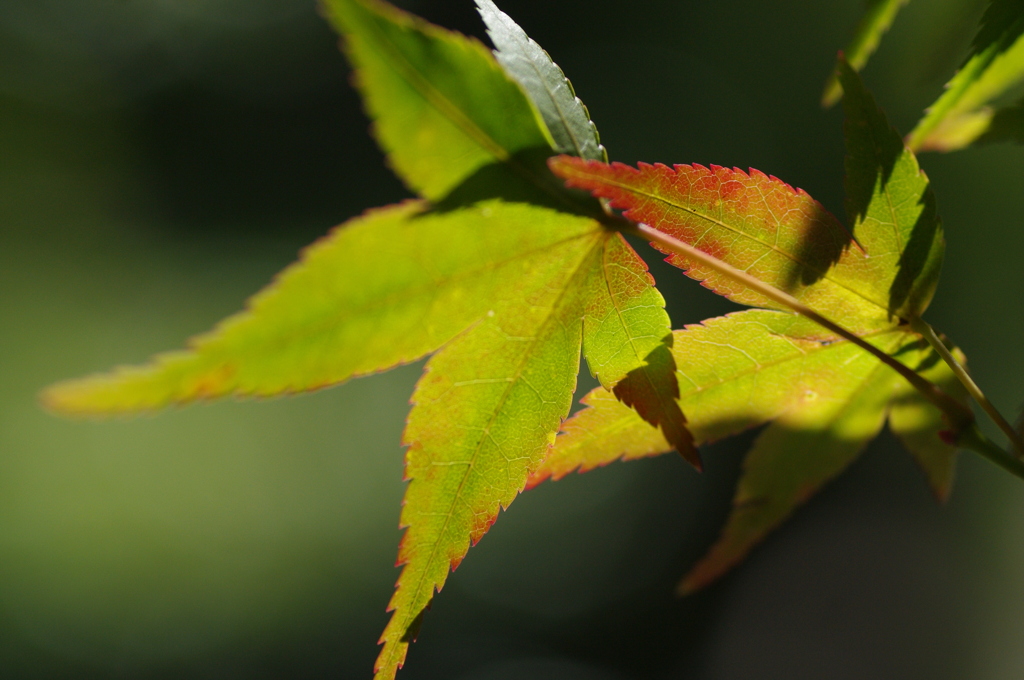 紅初