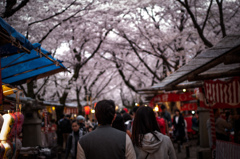 sakura à la carte