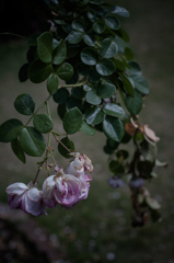 withered rose 09
