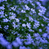 春花5