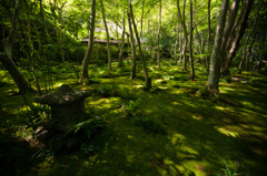 Green ＆ Sunlight 