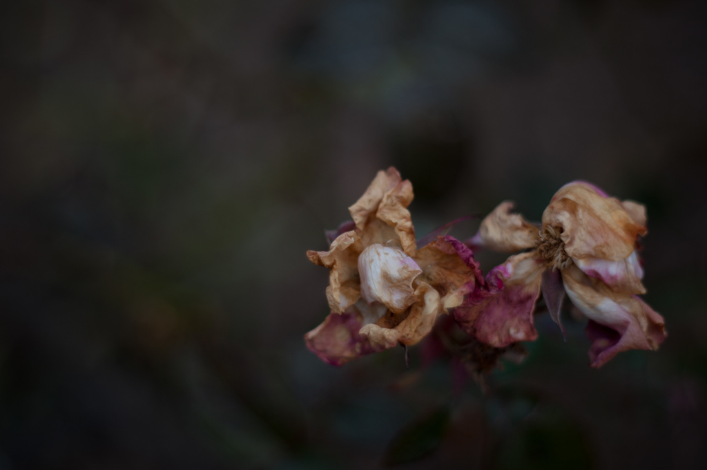 Withered roses