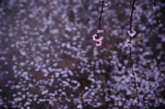 雨ふり