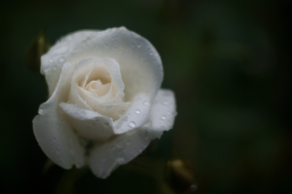 雨の薔薇園