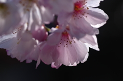 師走の桜