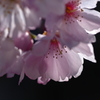 師走の桜