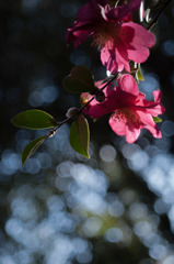 冬の花