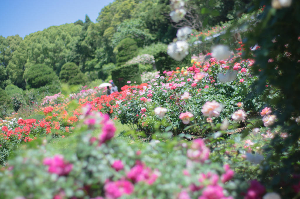 君は薔薇より