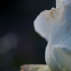 SMC Macro Takumar 50mmF4