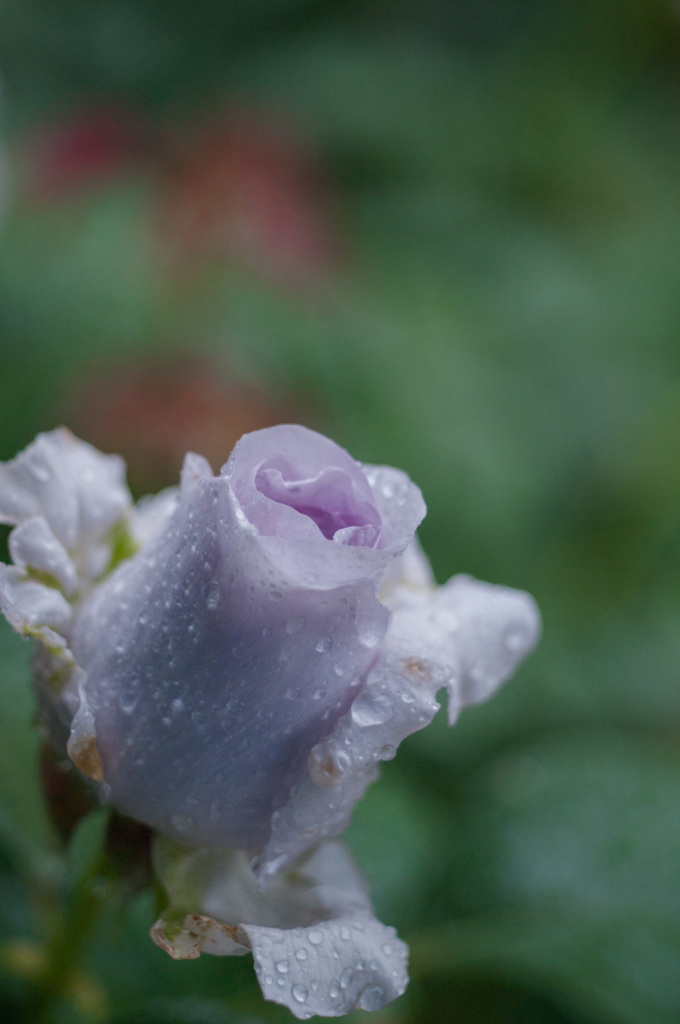 雨の薔薇園