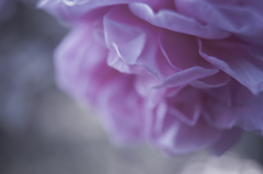 そういえば薔薇。