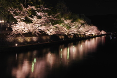 岡崎夜桜