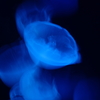 蒼炎