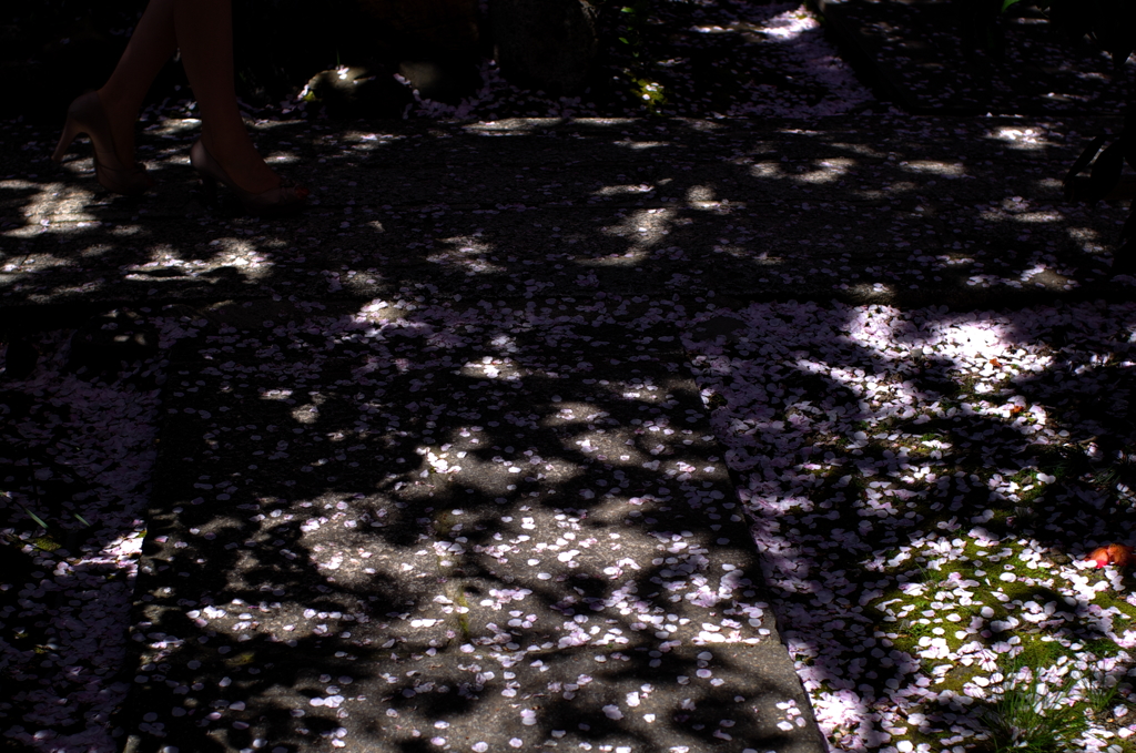 散り桜