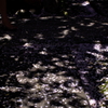 散り桜