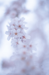 sakura à la carte