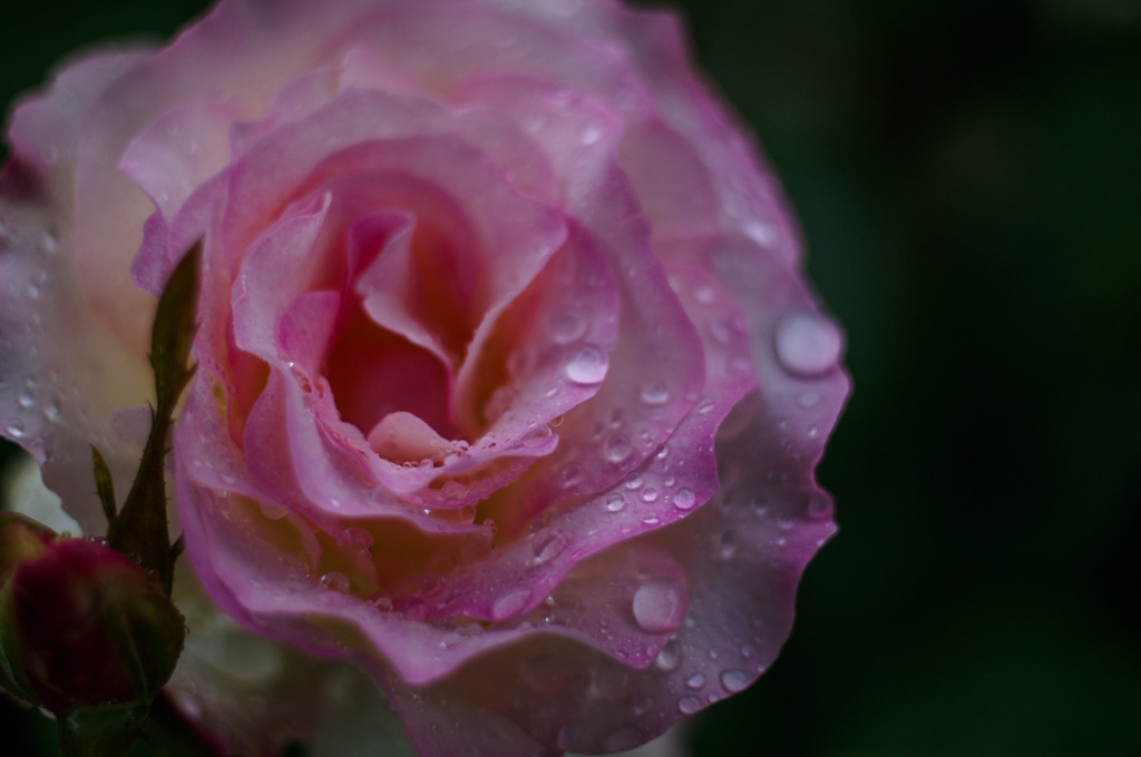 雨の薔薇園